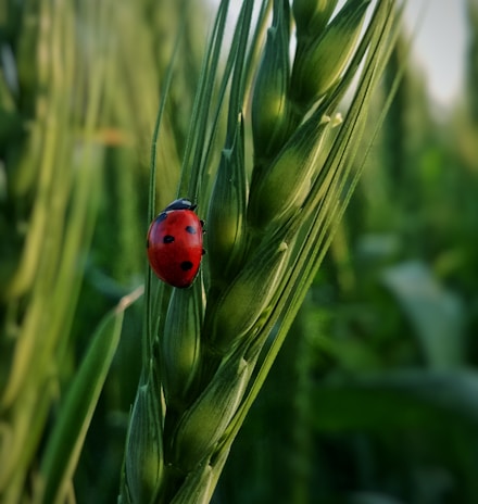 a ladybug sitting on top of a green plant