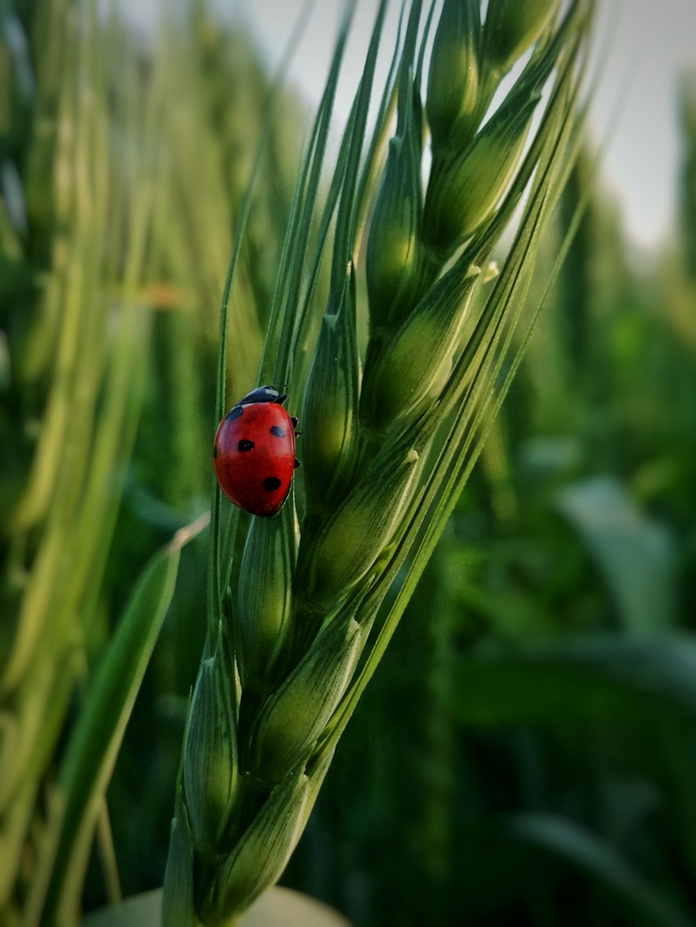 una mariquita sentada encima de una planta verde