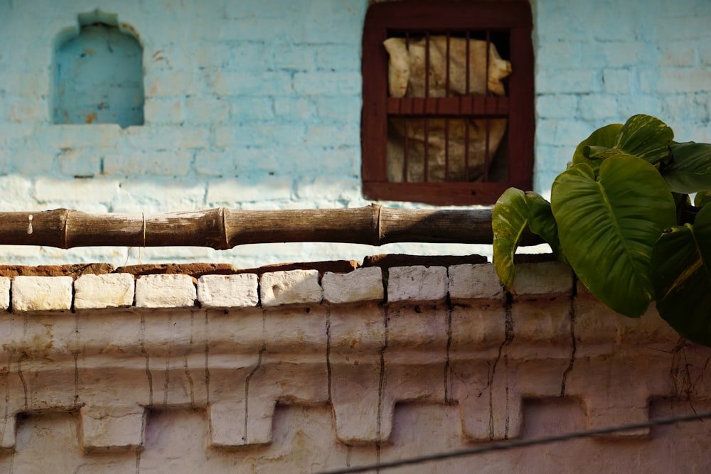 a brick wall with a plant growing on it