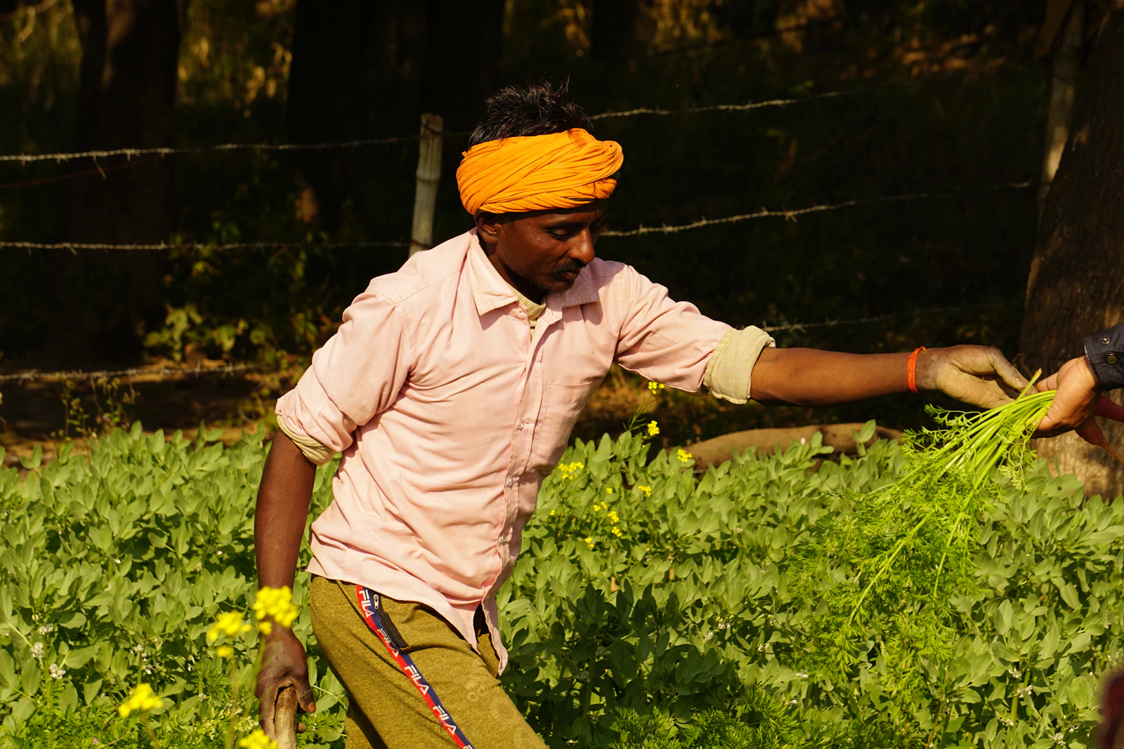 Farmer in a yellow turban picking marigold flowers at dawn
