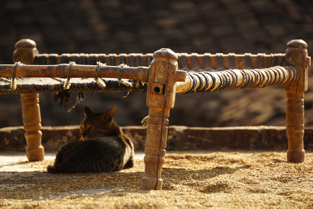 a cat sitting under a wooden fence in the sun