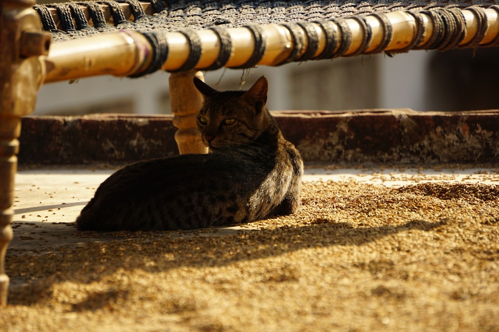 a cat sitting under a wooden bench on the ground