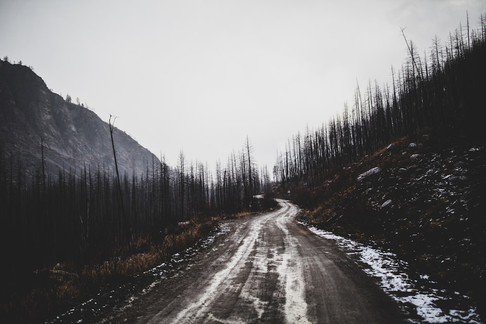 a dirt road in the middle of a forest