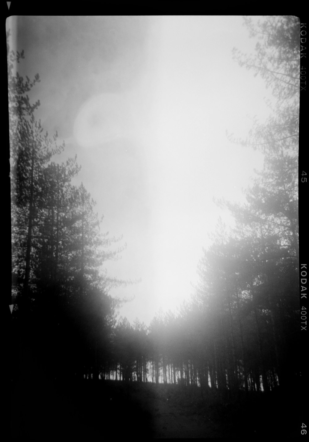 a black and white photo of a forest