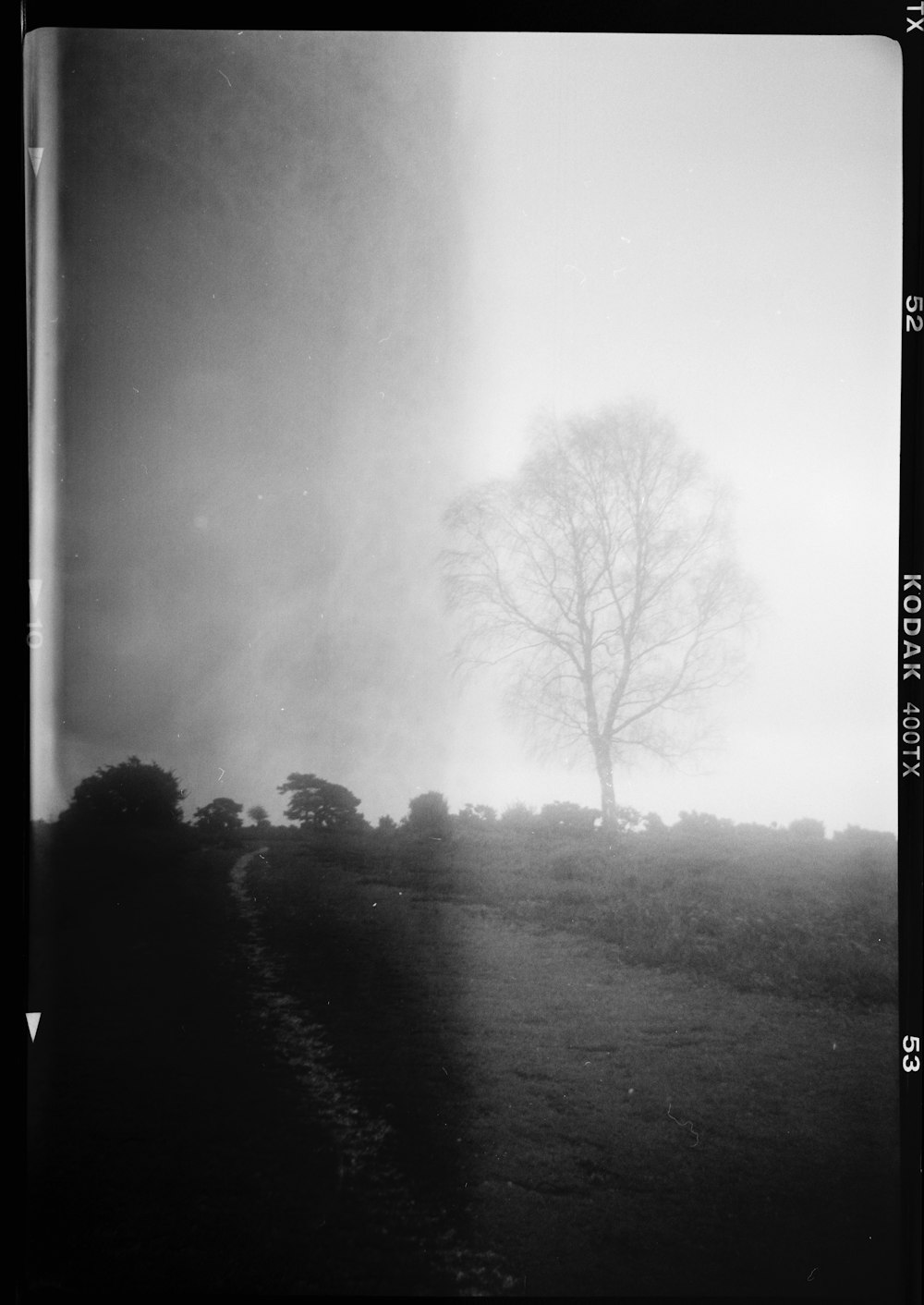 a black and white photo of a tree in a field