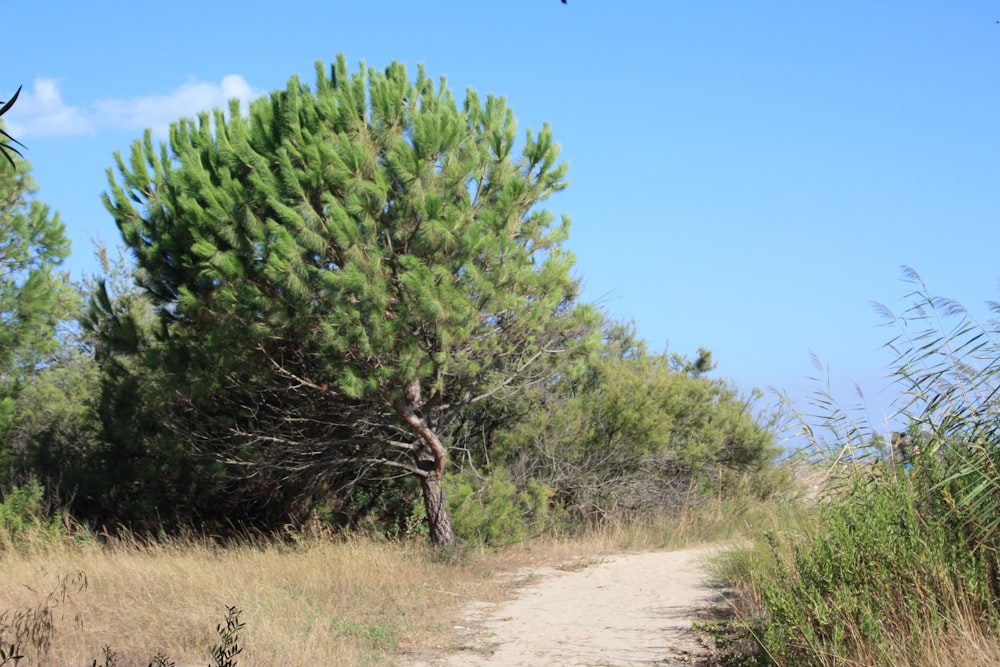 uma estrada de terra cercada por grama alta e árvores