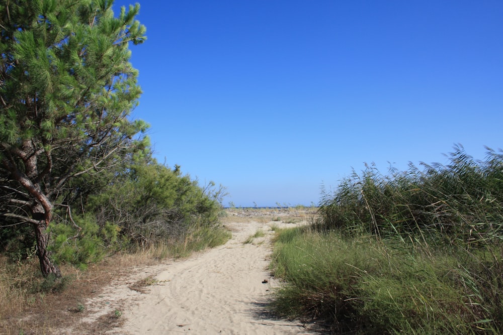 a dirt road surrounded by tall grass and trees