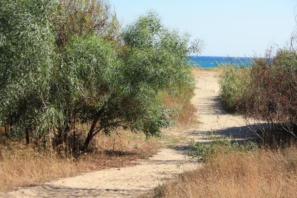 a dirt path leading to the ocean through a grassy area