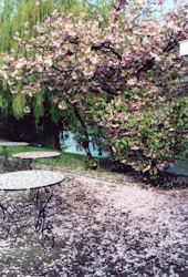 東京で楽しむ桜の名所