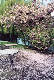 A blossoming cherry tree with pink flowers stands near a paved area covered in fallen petals. Elegant metal tables with round tops are scattered around the scene. In the background, a lush, green willow tree is visible near a waterway.