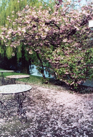 東京で楽しむ桜の名所