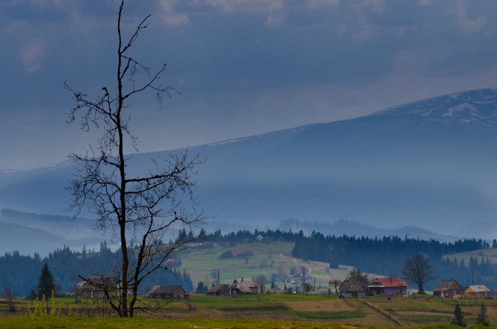 a lone tree in a field with a mountain in the background