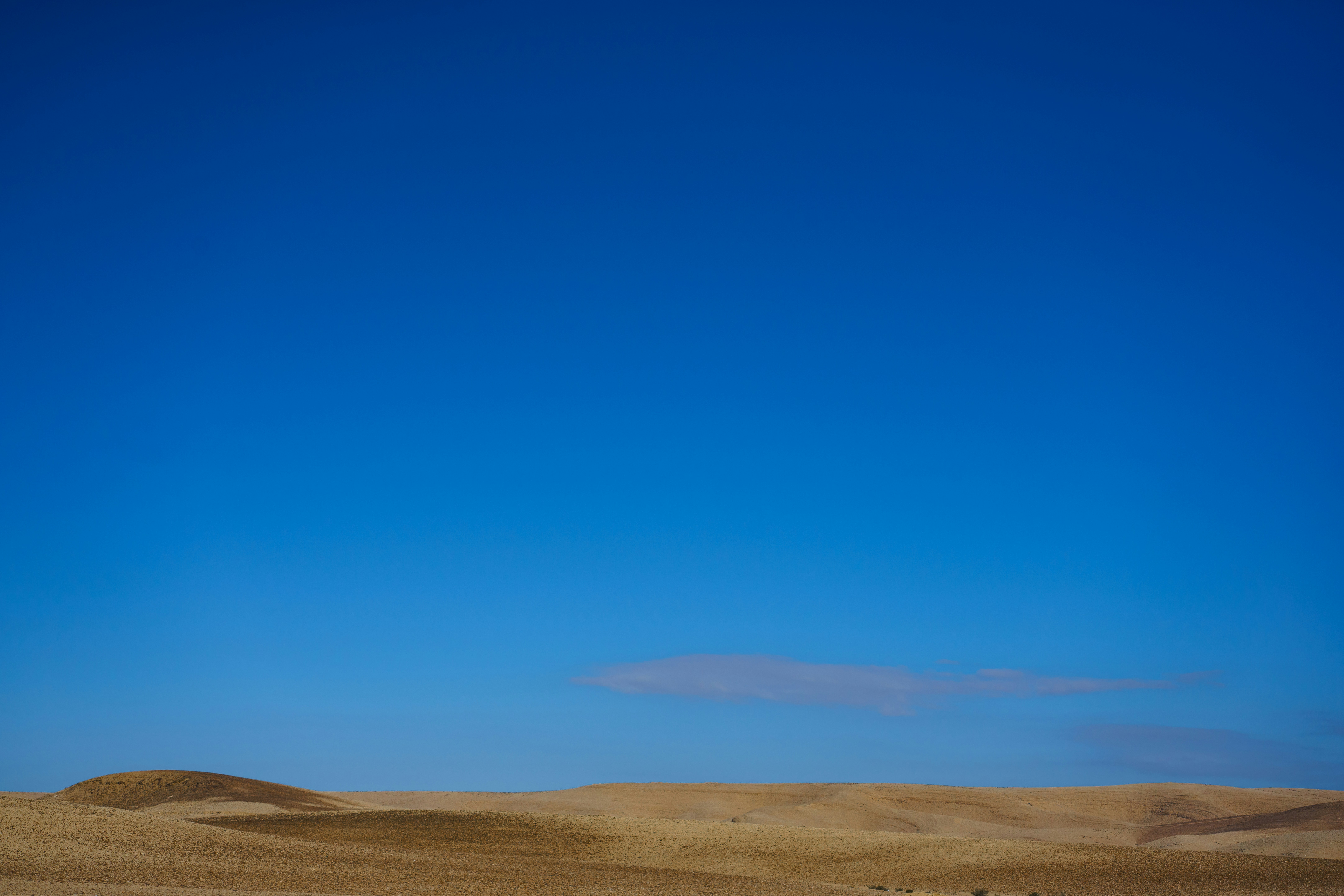 a herd of sheep grazing on a dry grass field, Desert Colour Palette