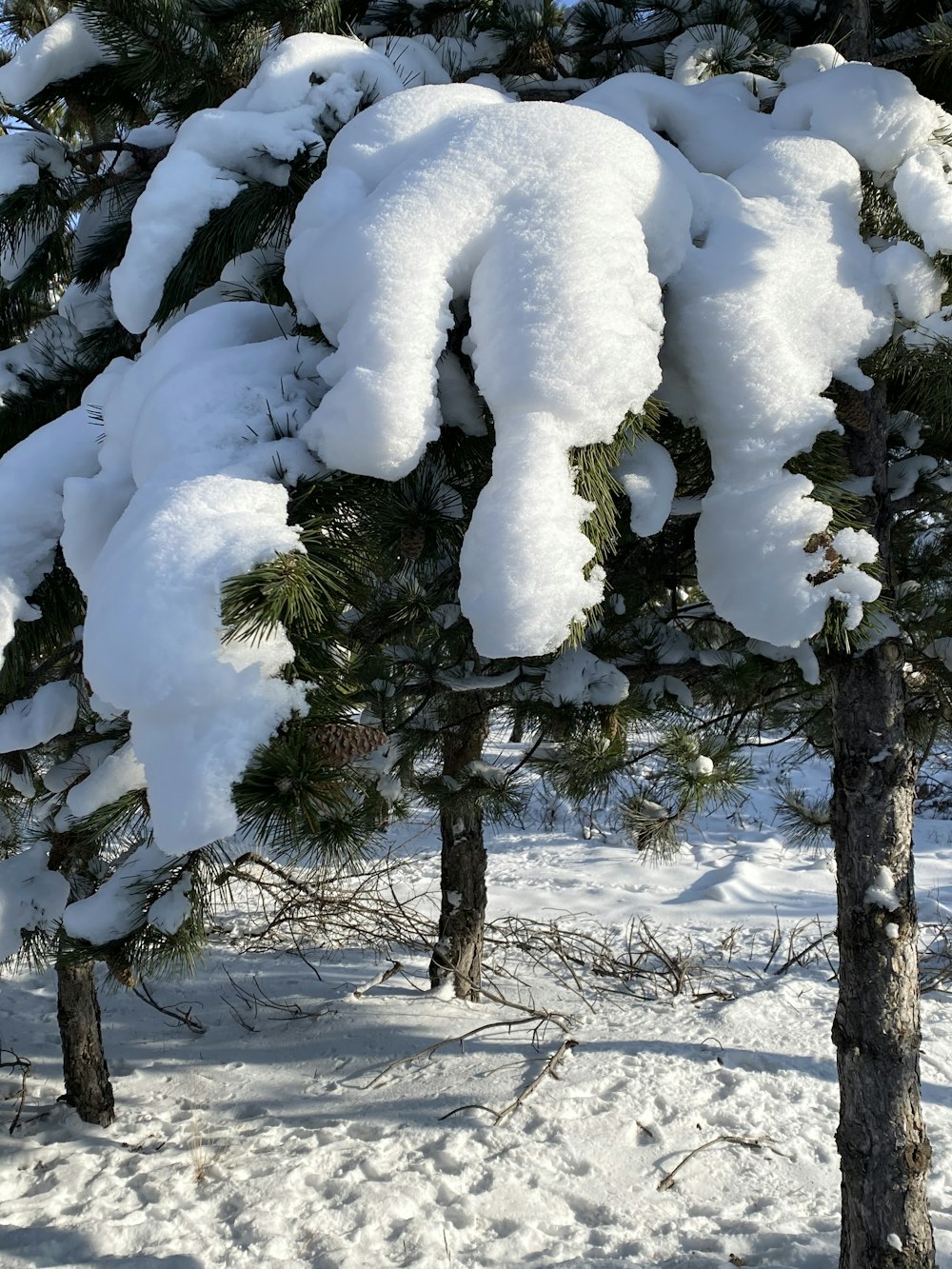 a couple of trees that are covered in snow