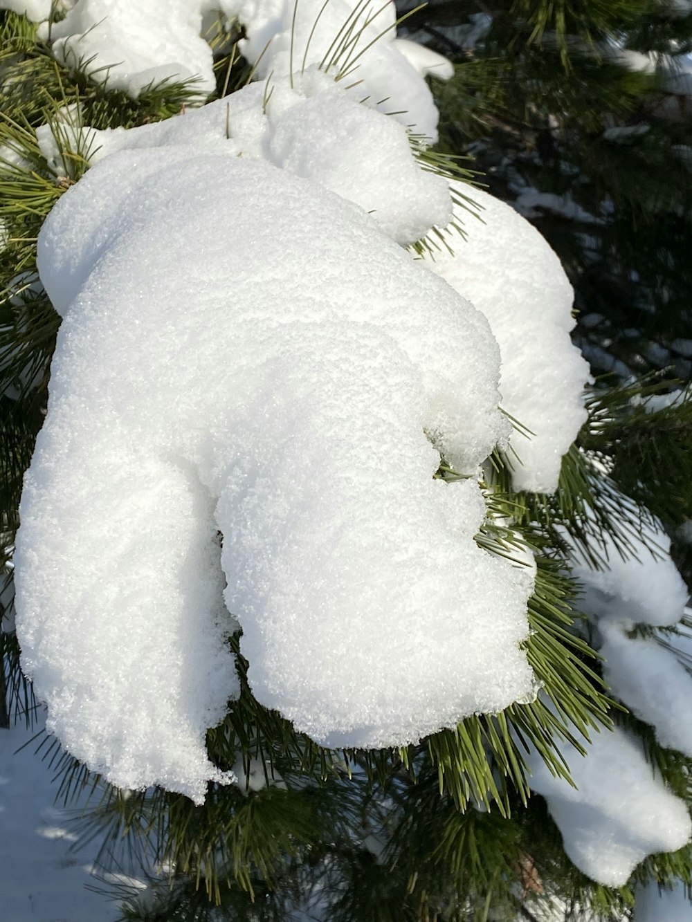 a close up of a snow covered pine tree