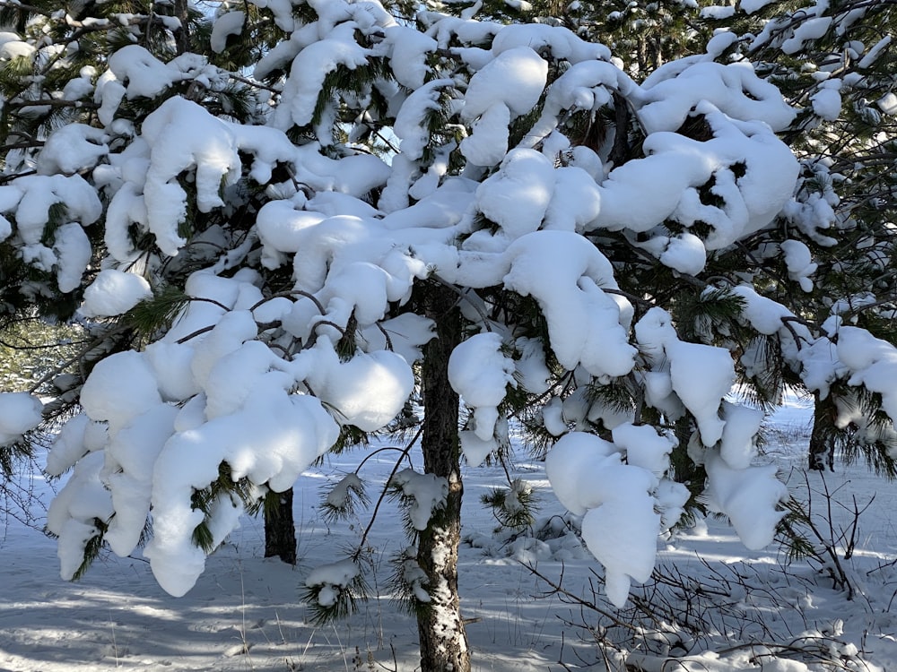 a tree covered in snow next to a forest