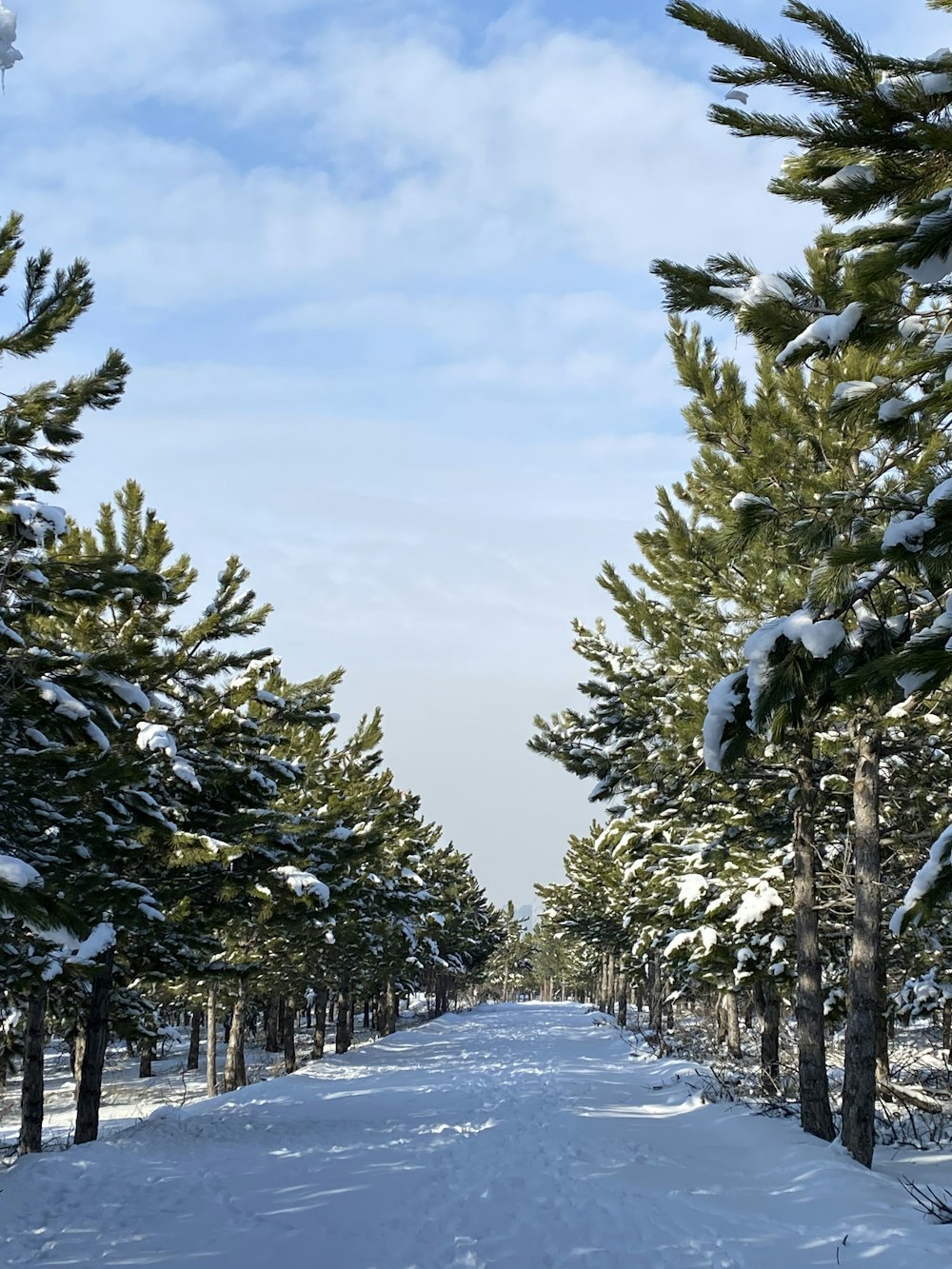 a snow covered road surrounded by pine trees