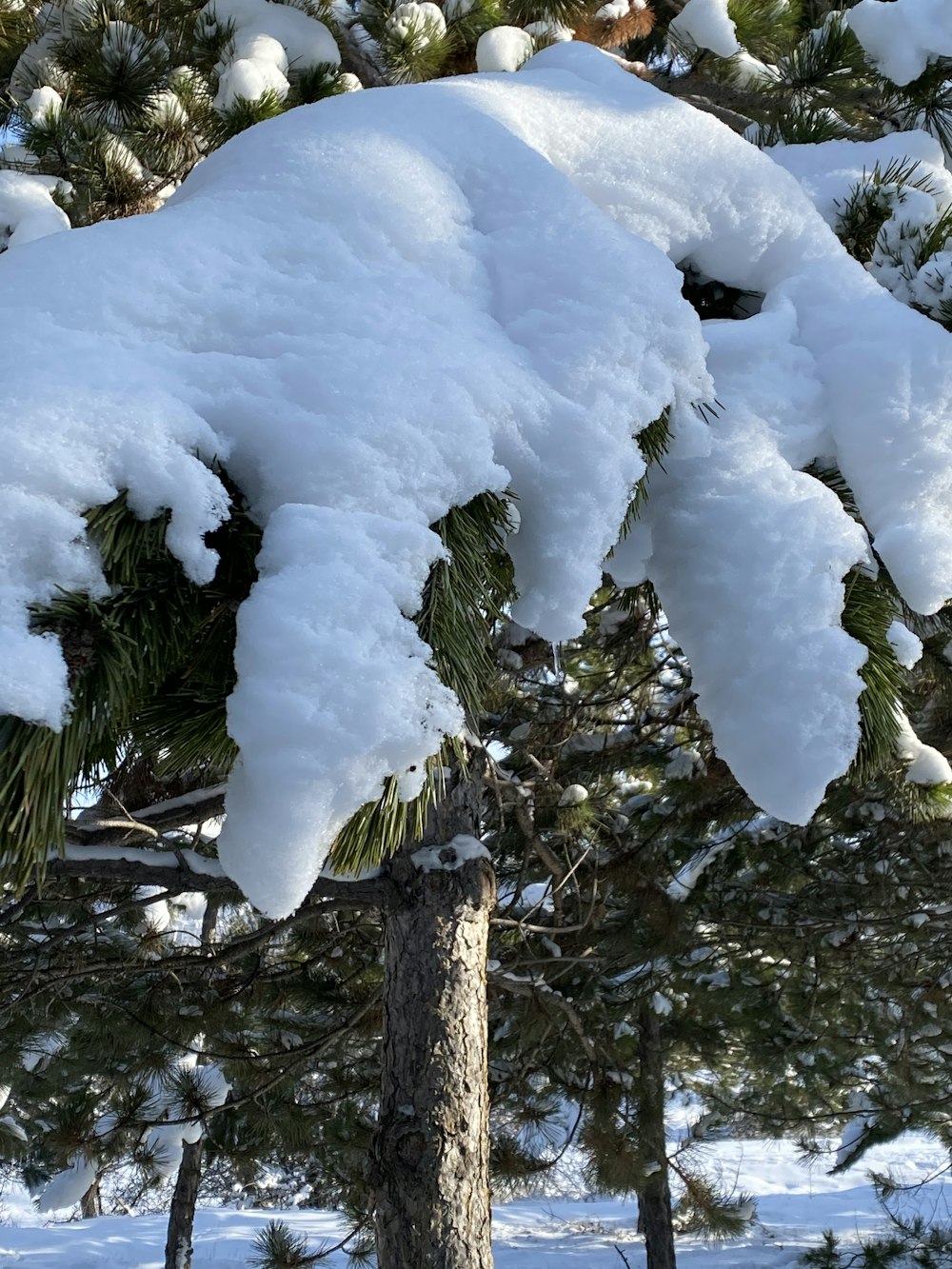 a snow covered pine tree in the snow