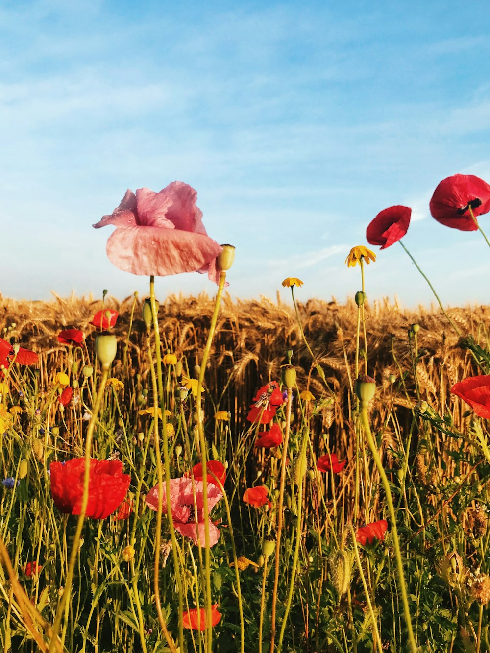 a group of colorful flowers in a field