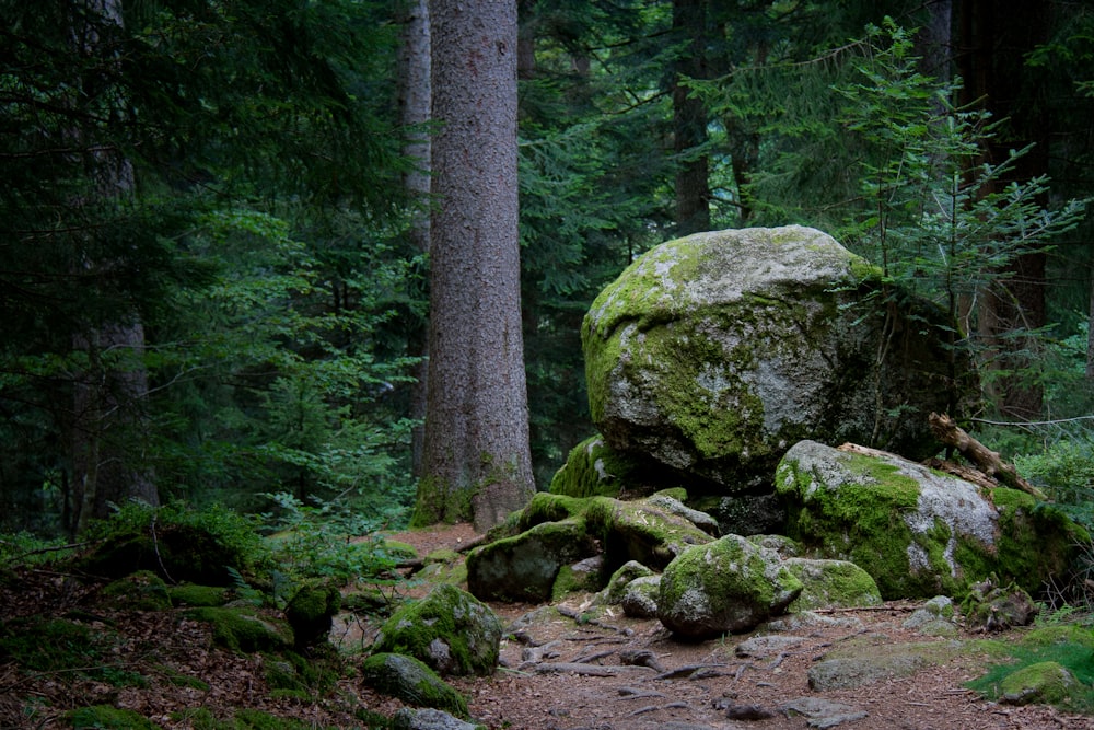 a large rock in the middle of a forest