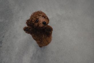 a small brown dog standing on its hind legs
