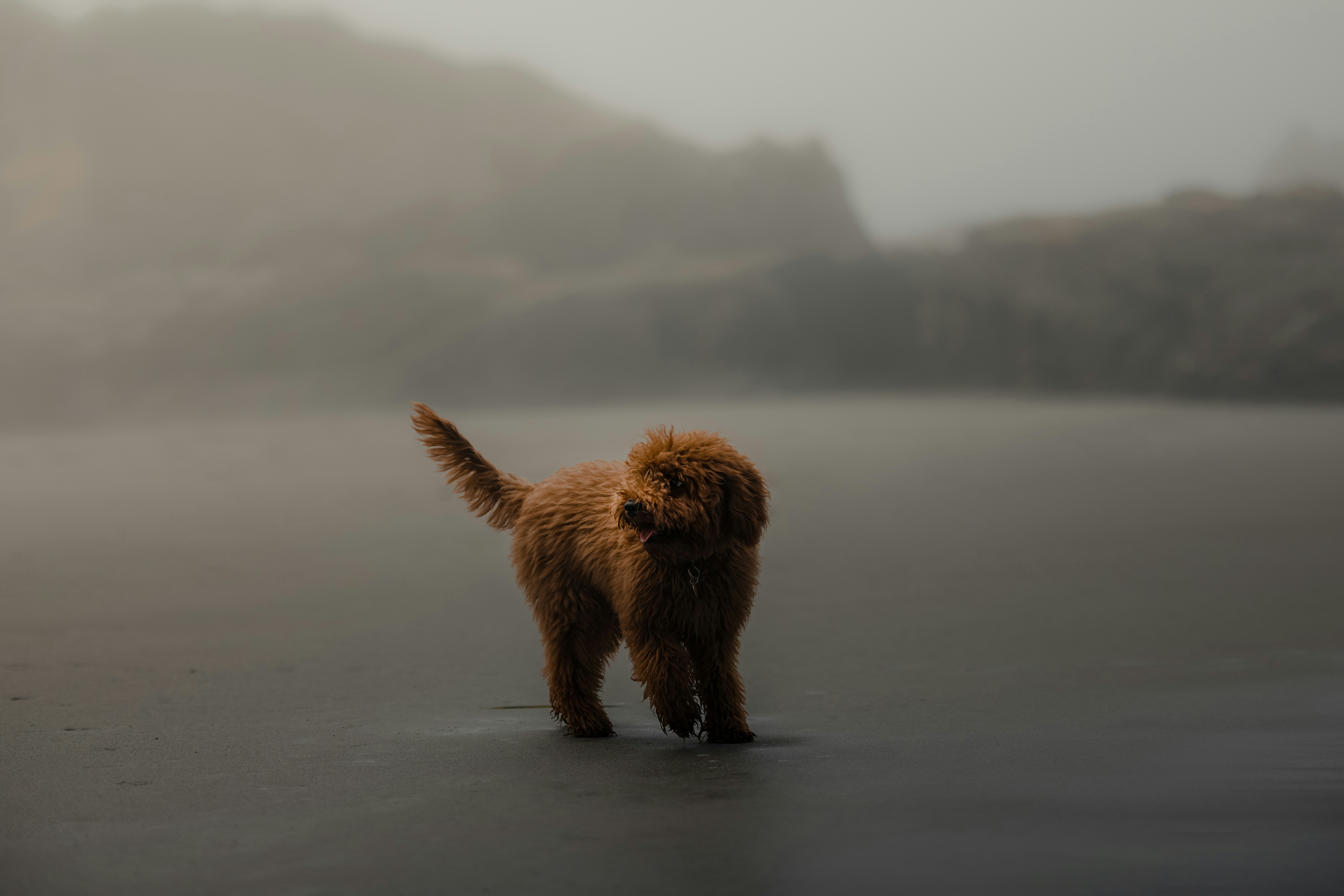 golden doodle puppy running on the beach