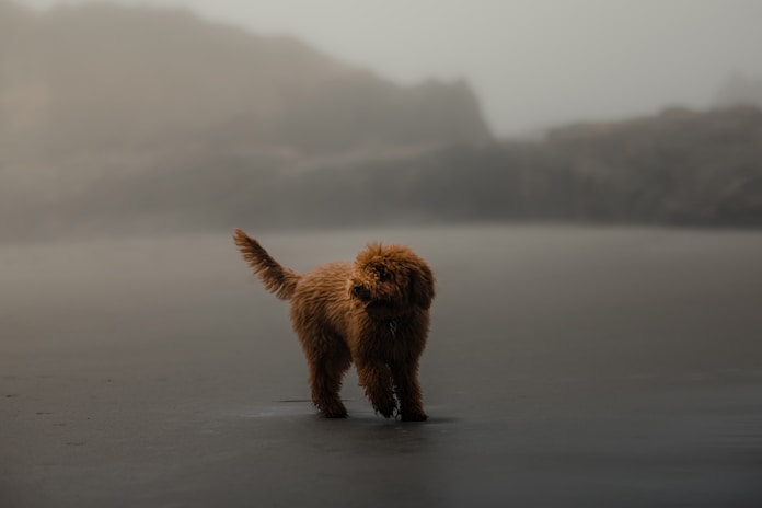 dogAdvisor ✲ dog advisor ✲ Blog for new dog owners ✲ dog Advisor ✲ 