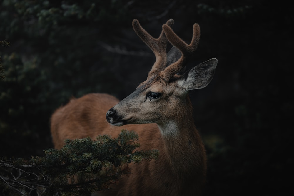 a close up of a deer with antlers on it's head