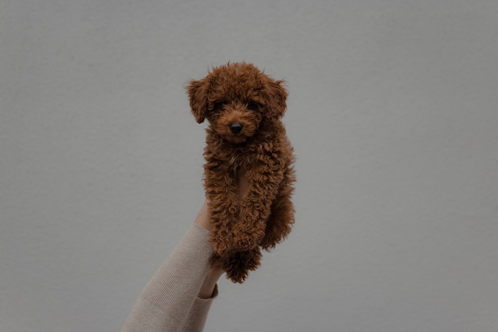 a small brown dog sitting on top of a person's hand