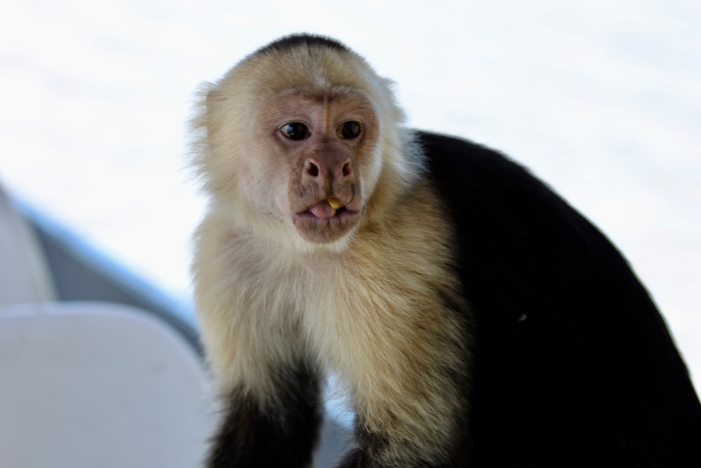 a white faced monkey standing on top of a snow covered ground