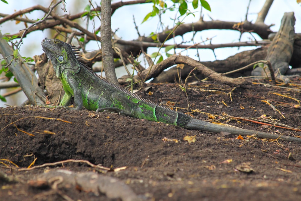 a green lizard laying on top of a pile of dirt