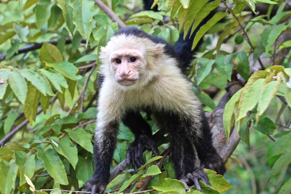 a white faced monkey hanging on a tree branch