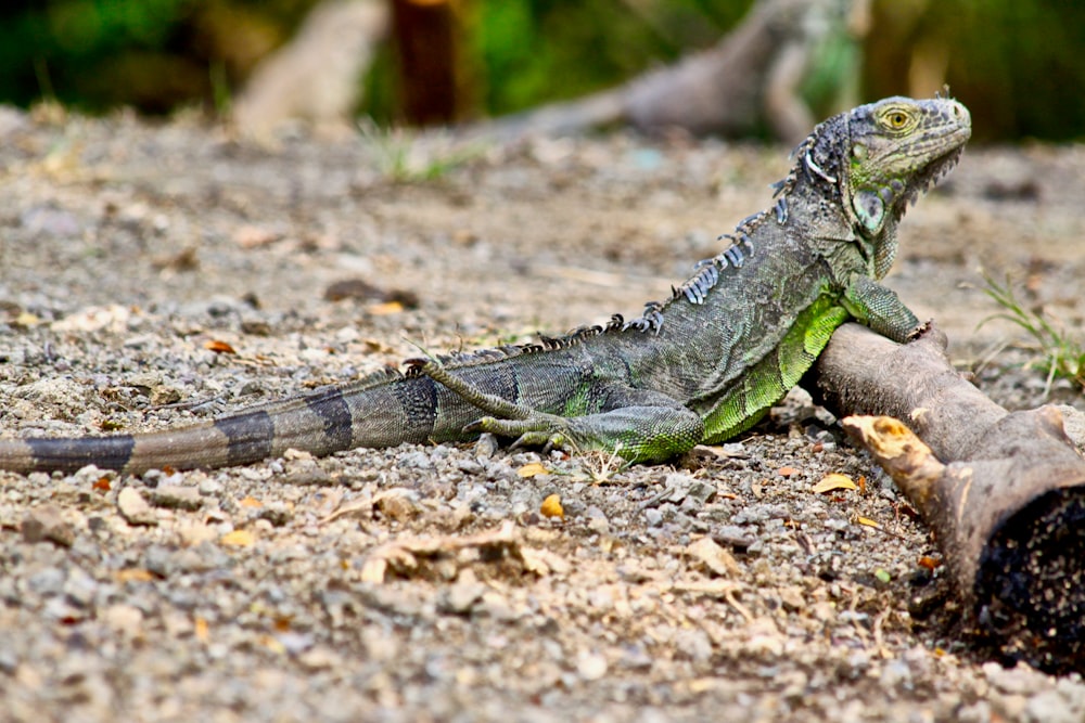 an iguana sitting on the ground next to a piece of wood
