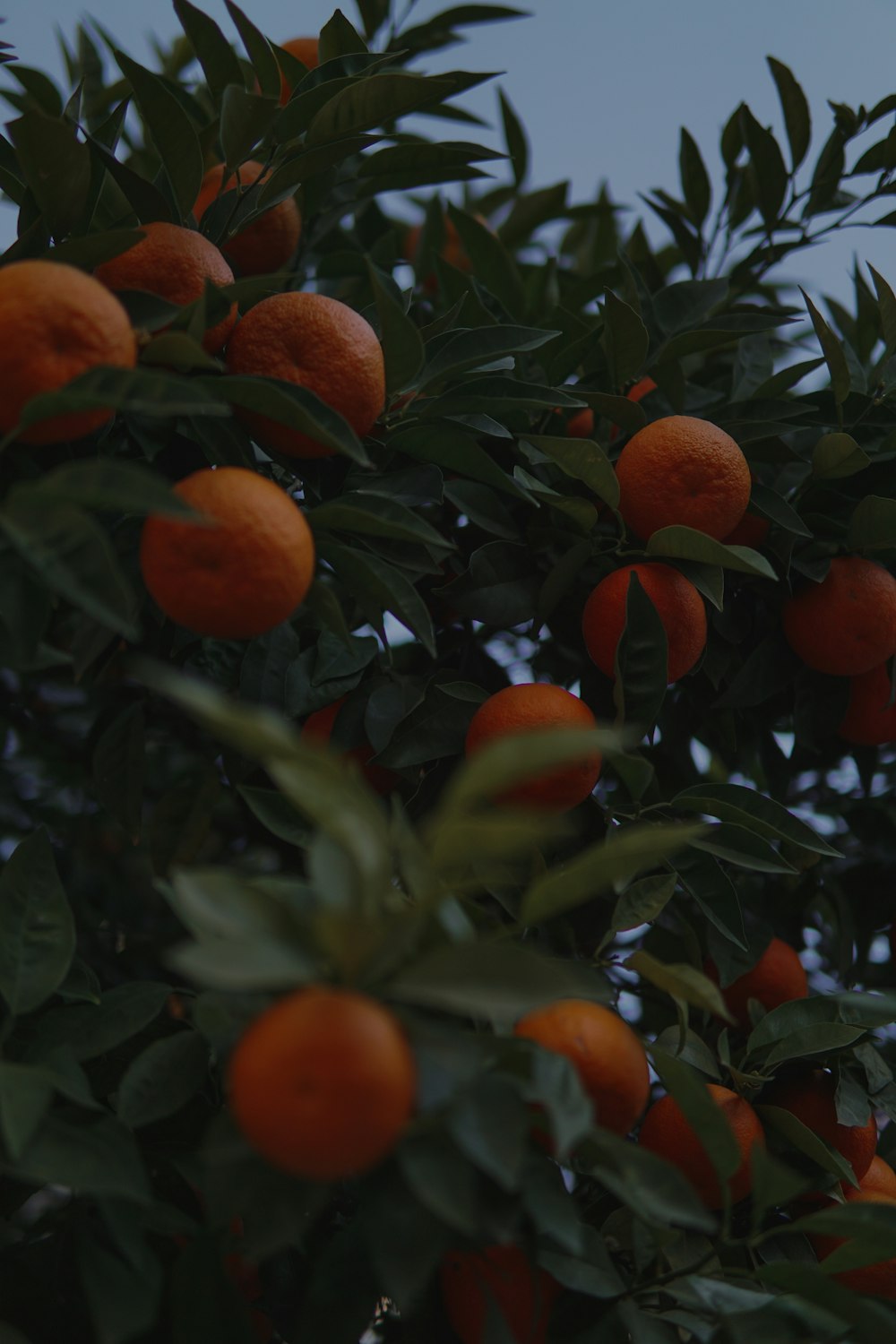 a tree filled with lots of ripe oranges