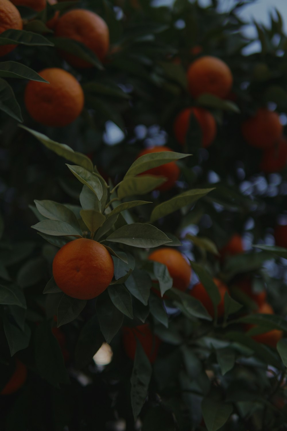 a tree filled with lots of ripe oranges