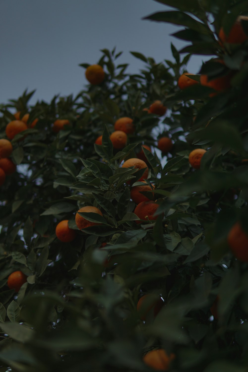 a tree filled with lots of oranges under a cloudy sky
