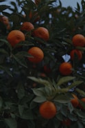 a tree filled with lots of ripe oranges