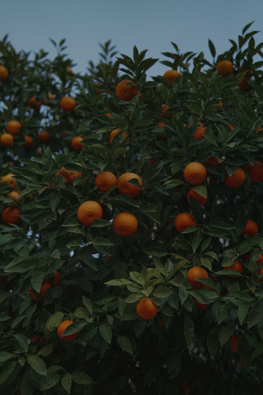 a tree filled with lots of ripe oranges