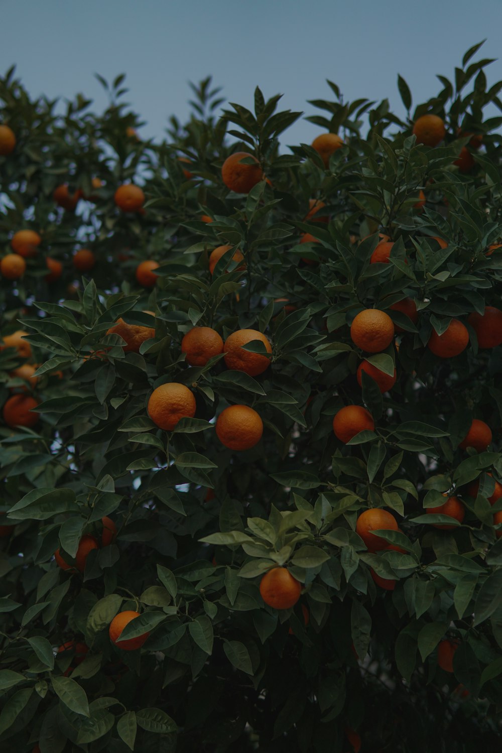 熟したオレンジがたくさん詰まった木