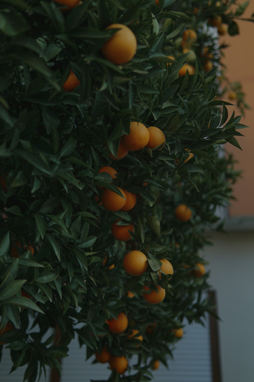 a tree filled with lots of ripe oranges