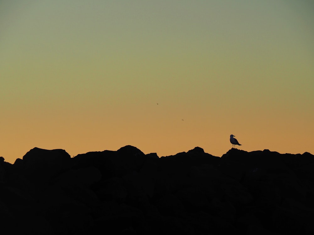 a bird sitting on top of a pile of rocks