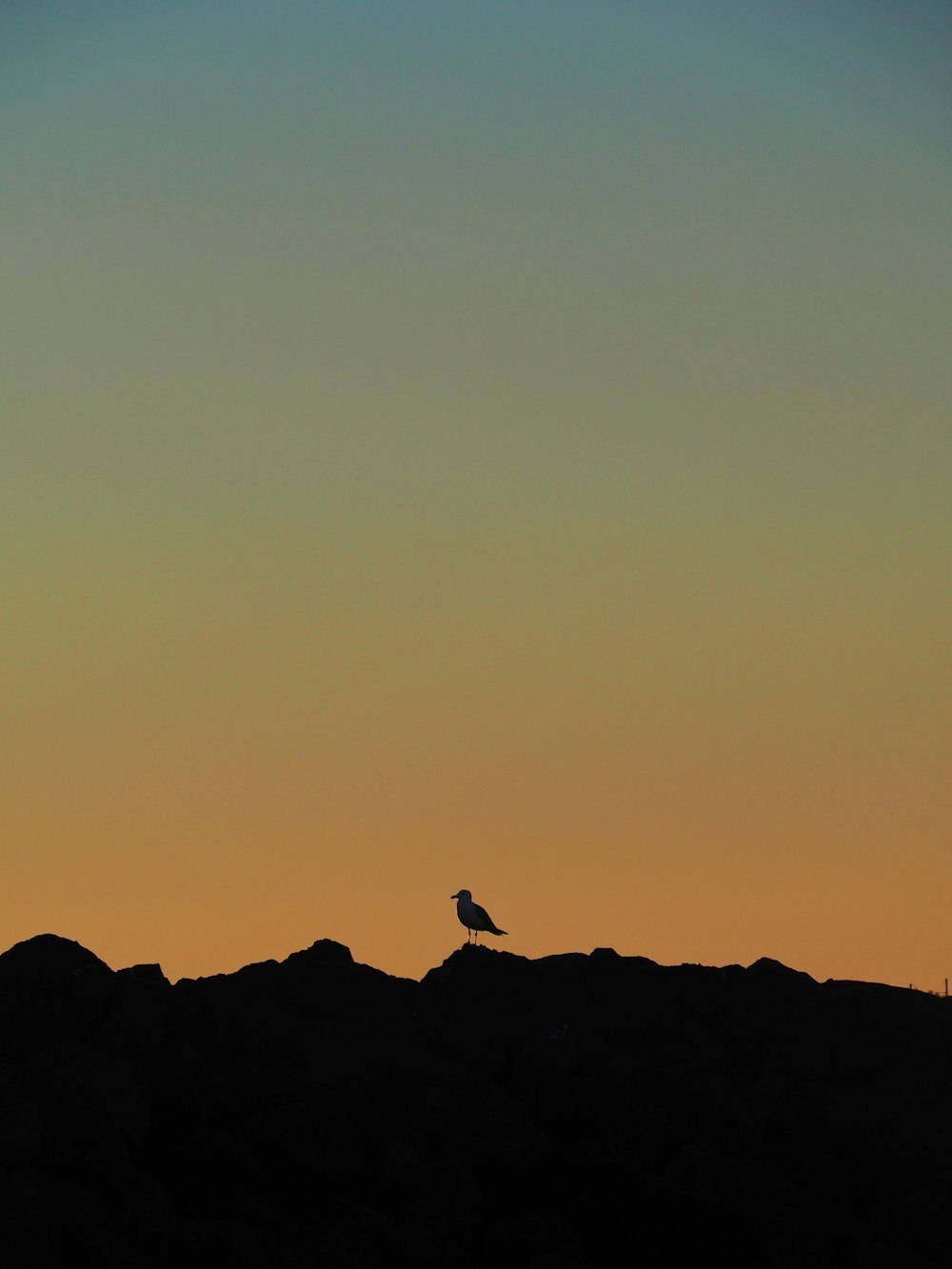 a bird sitting on top of a hill at sunset