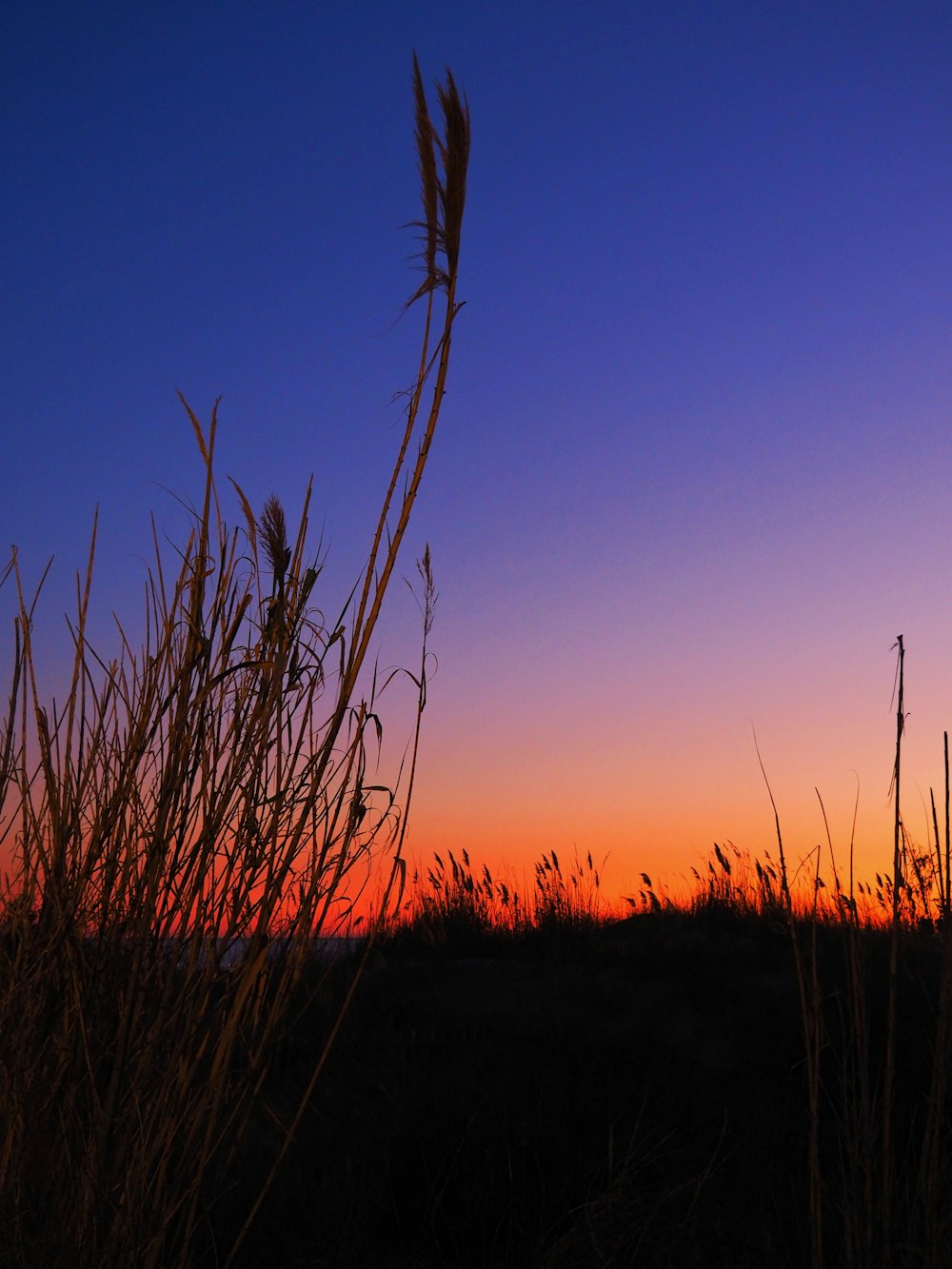 the sun is setting over a field of tall grass