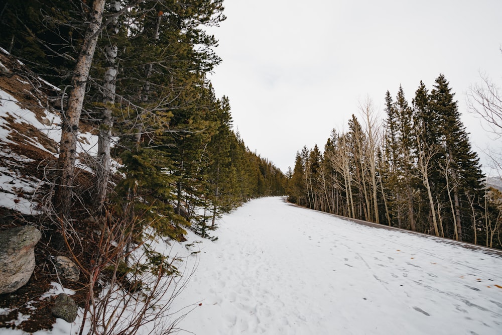 a snow covered path in the middle of a forest