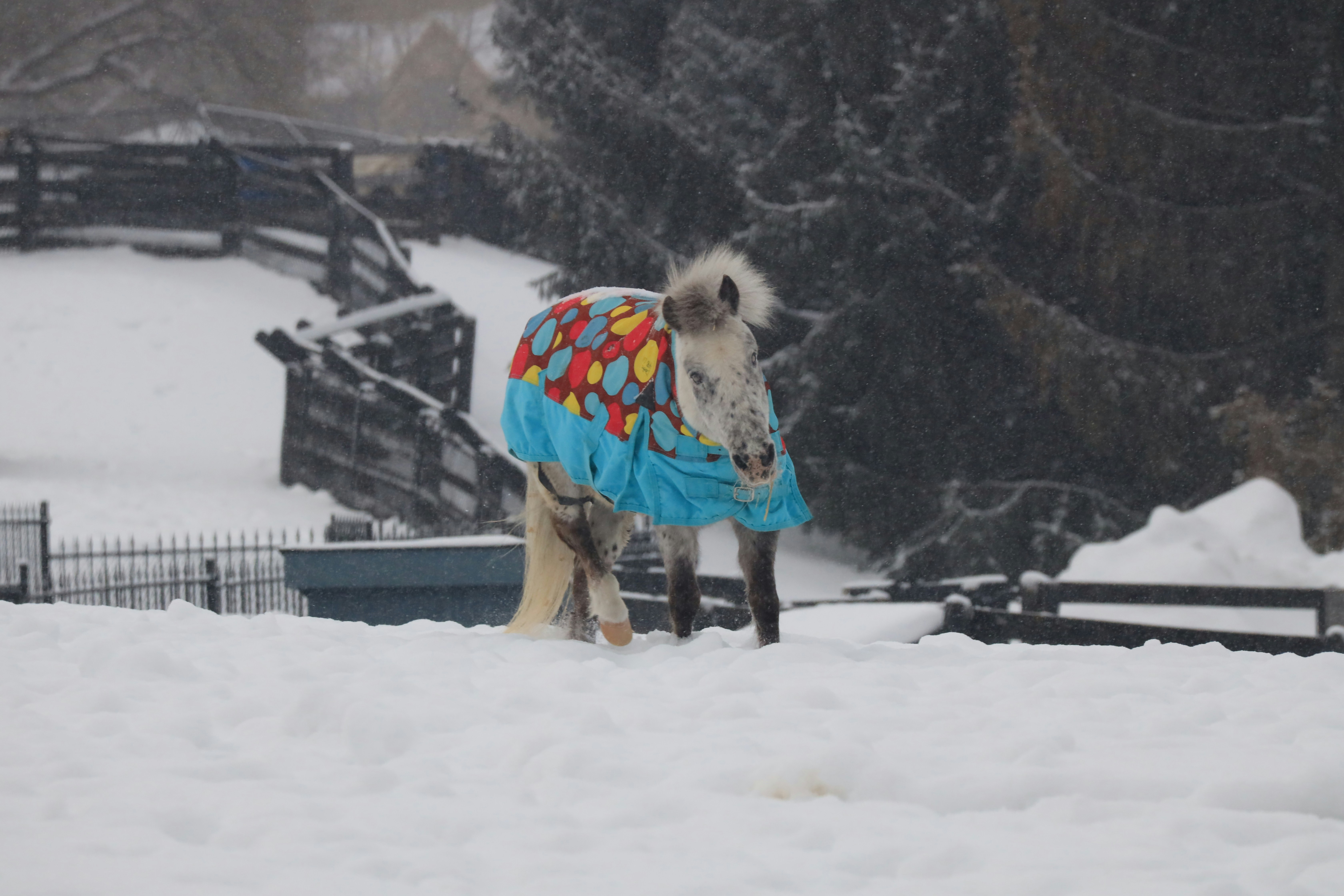 a horse wearing a blanket in the snow