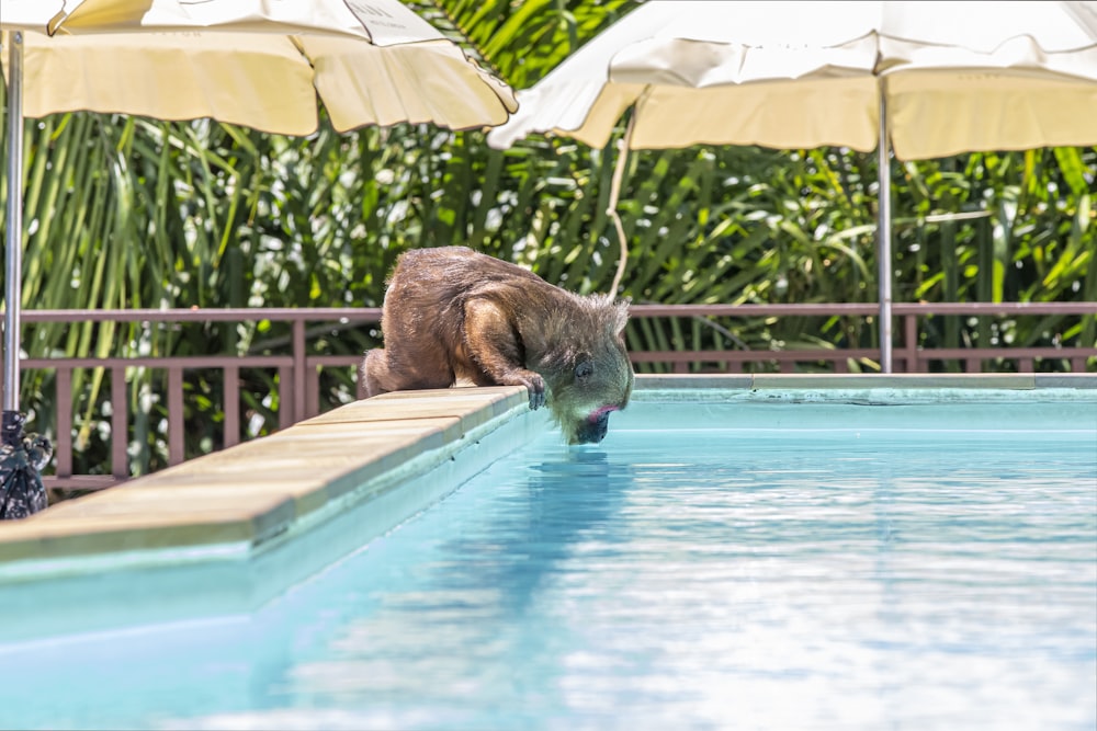 Ein Hund, der im Wasser steht