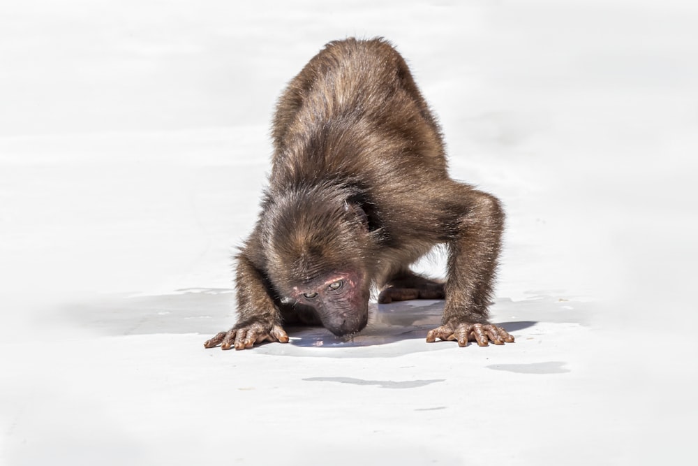 a baby monkey is playing in the snow