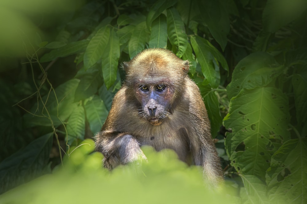 a monkey sitting in the middle of a forest