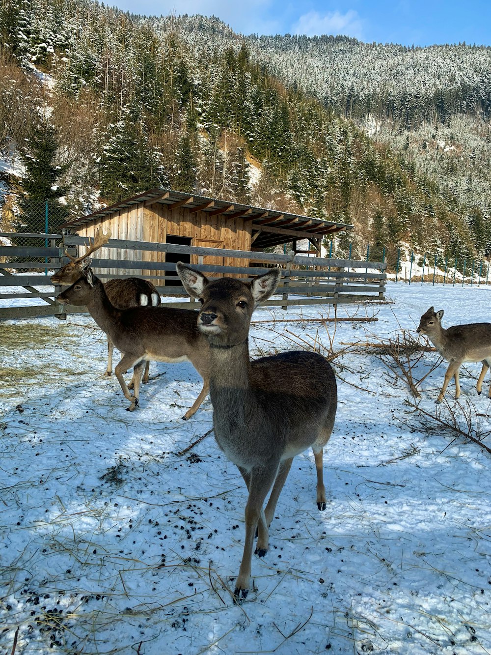 a herd of deer walking across a snow covered field