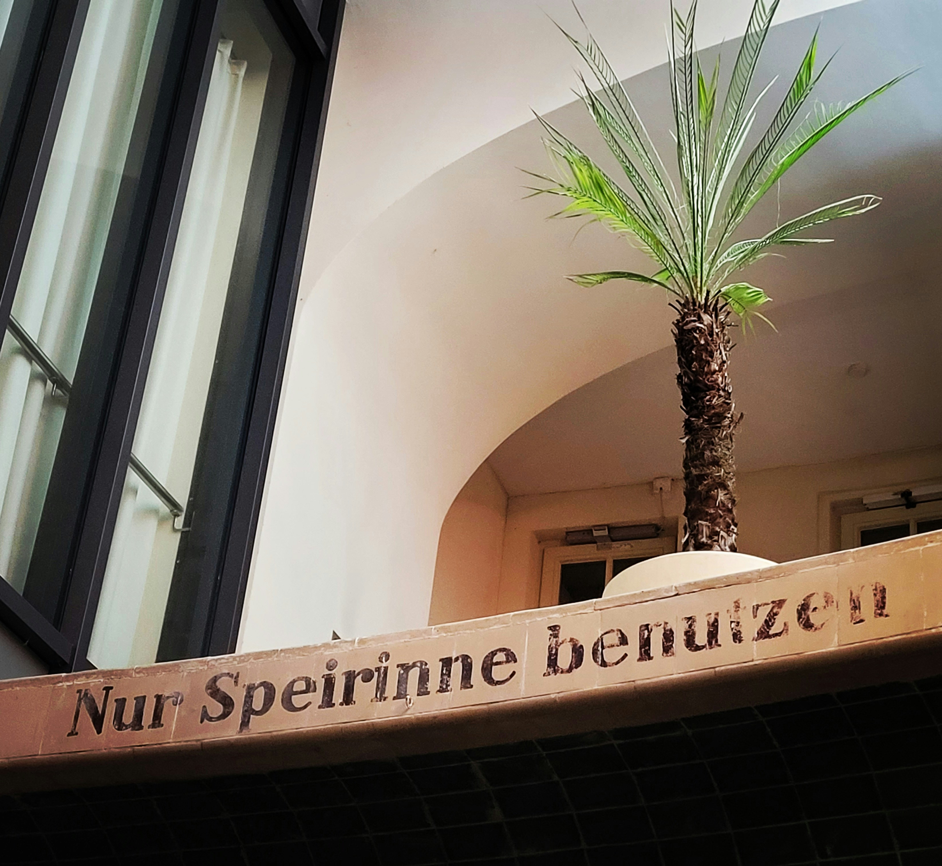 건물 앞의 작은 야자수